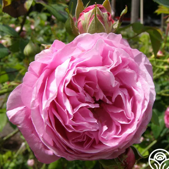 Heirloom Roses Reine Victoria Discount