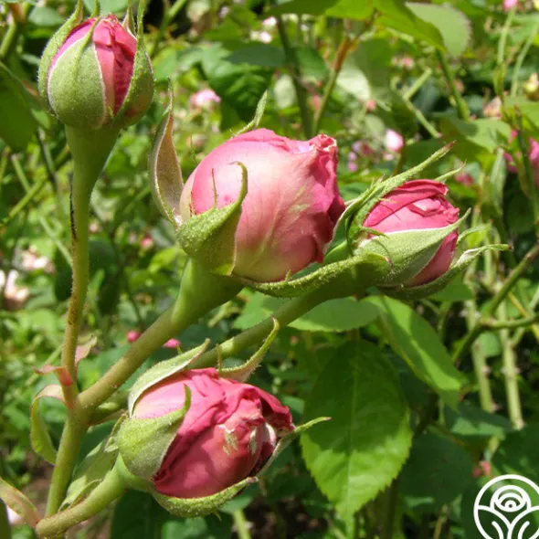 Heirloom Roses Reine Victoria Discount