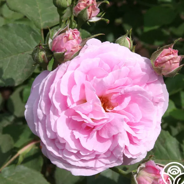 Heirloom Roses Reine Victoria Discount
