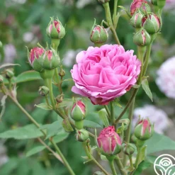 Heirloom Roses Reine Victoria Discount