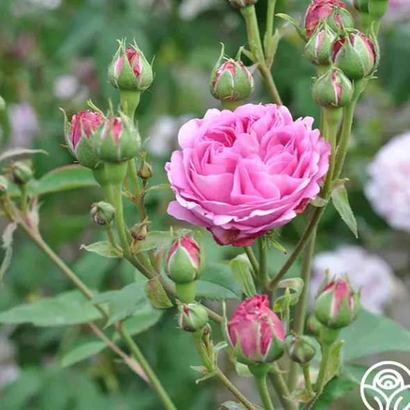 Heirloom Roses Reine Victoria Discount