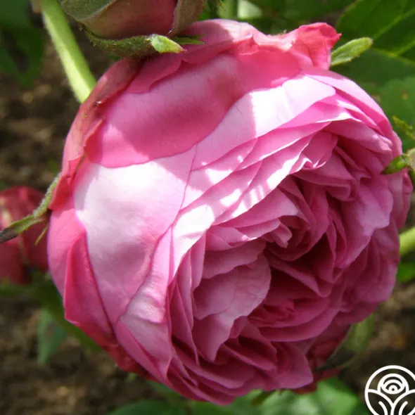 Heirloom Roses Reine Victoria Discount