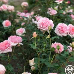 Heirloom Roses Relais & Chateaux Online