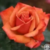 Heirloom Roses Remember Me® Outlet