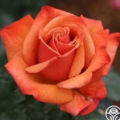 Heirloom Roses Remember Me® Outlet