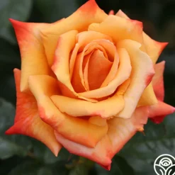 Heirloom Roses Remember Me® Outlet