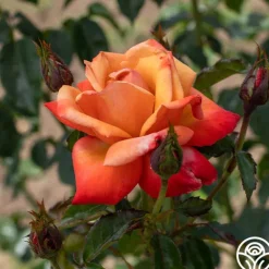 Heirloom Roses Remember Me® Outlet