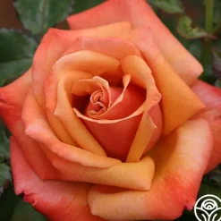 Heirloom Roses Remember Me® Outlet