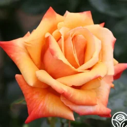 Heirloom Roses Remember Me® Outlet
