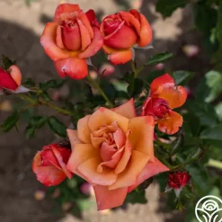 Heirloom Roses Remember Me® Outlet