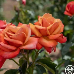 Heirloom Roses Remember Me® Outlet