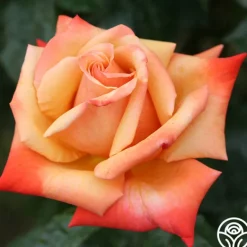 Heirloom Roses Remember Me® Outlet