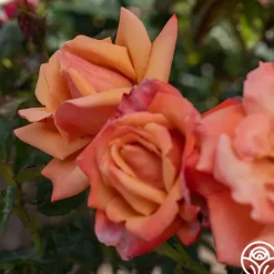 Heirloom Roses Remember Me® Outlet