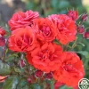 Heirloom Roses Remembrance™ New