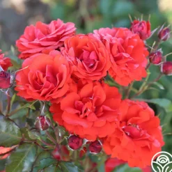 Heirloom Roses Remembrance™ New
