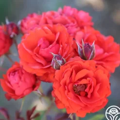Heirloom Roses Remembrance™ New