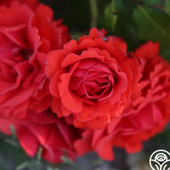Heirloom Roses Remembrance™ New