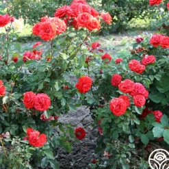 Heirloom Roses Remembrance™ New