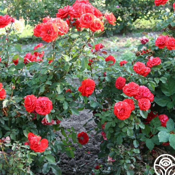 Heirloom Roses Remembrance™ New