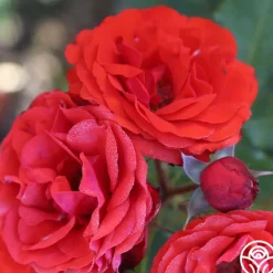 Heirloom Roses Remembrance™ New