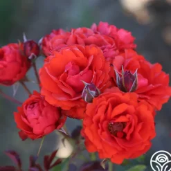 Heirloom Roses Remembrance™ New