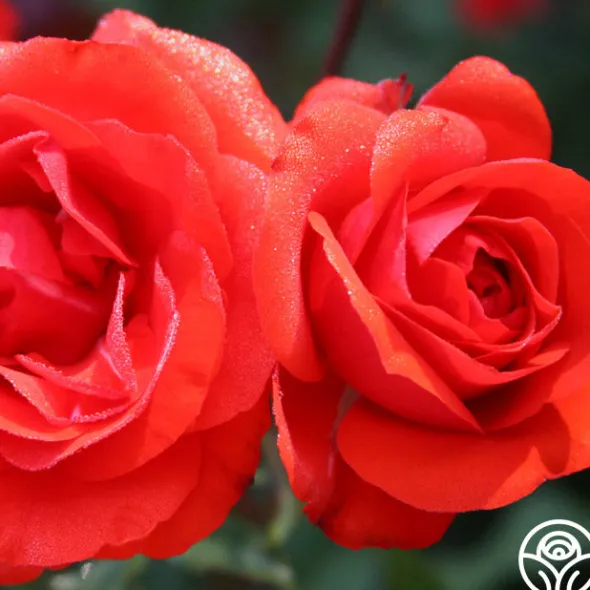 Heirloom Roses Remembrance™ New
