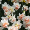 Heirloom Roses Replete New