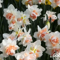 Heirloom Roses Replete New