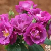 Heirloom Roses Rhapsody In Blue™ Outlet
