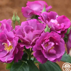 Heirloom Roses Rhapsody In Blue™ Outlet