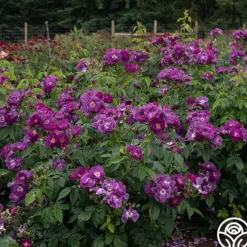 Heirloom Roses Rhapsody In Blue™ Outlet