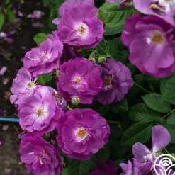 Heirloom Roses Rhapsody In Blue™ Outlet