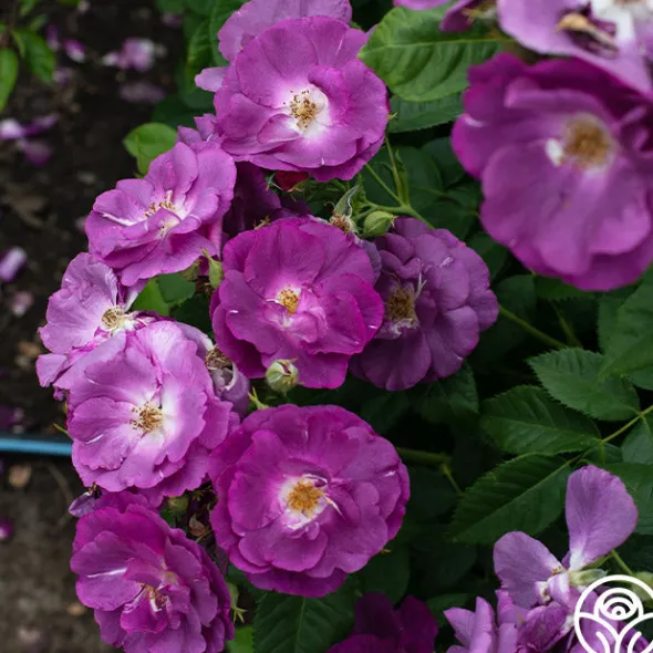 Heirloom Roses Rhapsody In Blue™ Outlet
