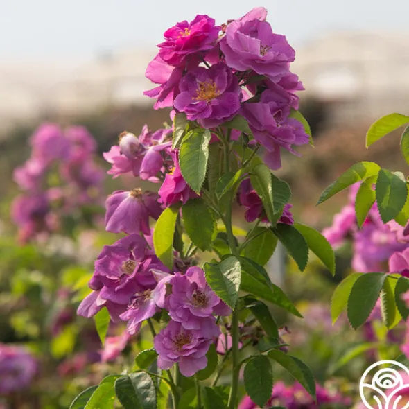 Heirloom Roses Rhapsody In Blue™ Outlet
