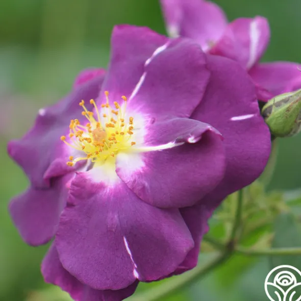 Heirloom Roses Rhapsody In Blue™ Outlet
