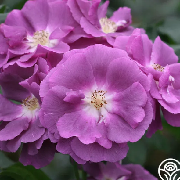 Heirloom Roses Rhapsody In Blue™ Outlet
