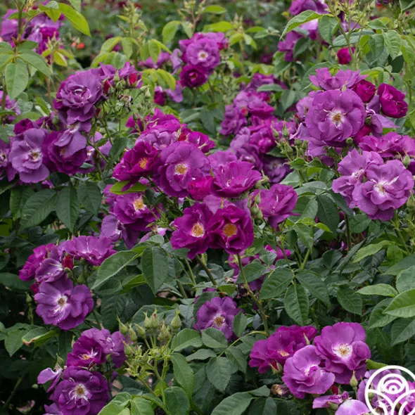 Heirloom Roses Rhapsody In Blue™ Outlet