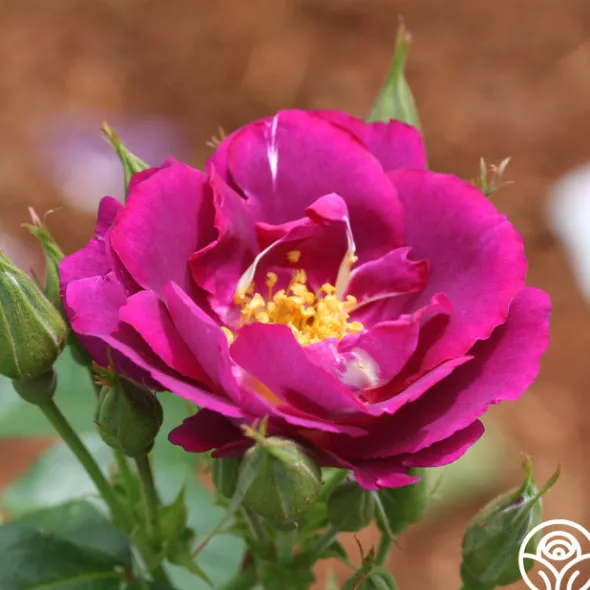 Heirloom Roses Rhapsody In Blue™ Outlet