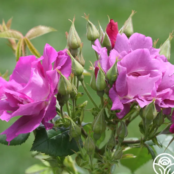 Heirloom Roses Rhapsody In Blue™ Outlet