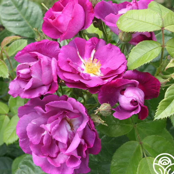 Heirloom Roses Rhapsody In Blue™ Outlet