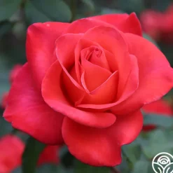 Heirloom Roses Ring of Fire™ New