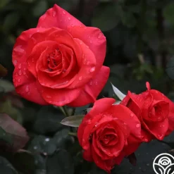 Heirloom Roses Ring of Fire™ New