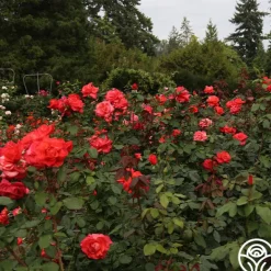 Heirloom Roses Ring of Fire™ New