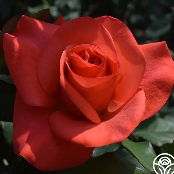 Heirloom Roses Ring of Fire™ New