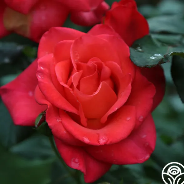 Heirloom Roses Ring of Fire™ New