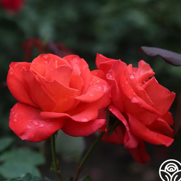 Heirloom Roses Ring of Fire™ New