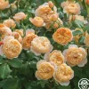 Heirloom Roses Roald Dahl Sale