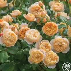 Heirloom Roses Roald Dahl Sale