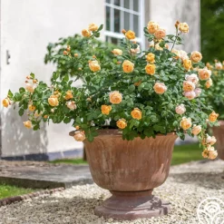 Heirloom Roses Roald Dahl Sale