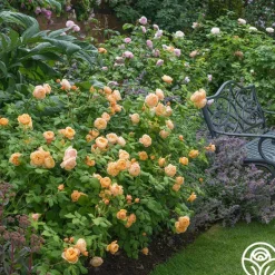 Heirloom Roses Roald Dahl Sale